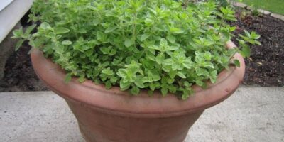 Plant oregano correctly