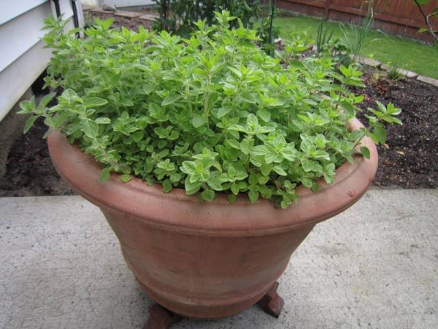 Plant oregano correctly