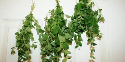 Dry herbs
