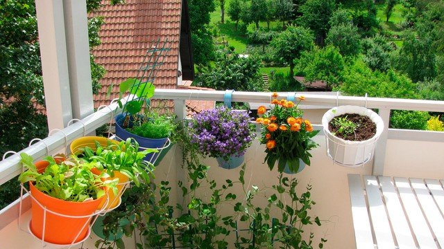 Balcony plants