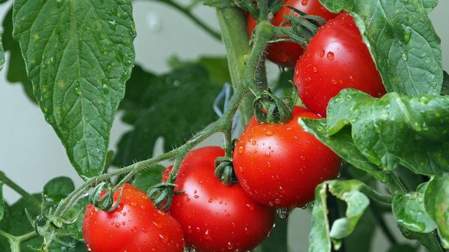 Grown tomatoes