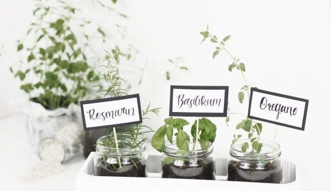 make a kitchen herb garden