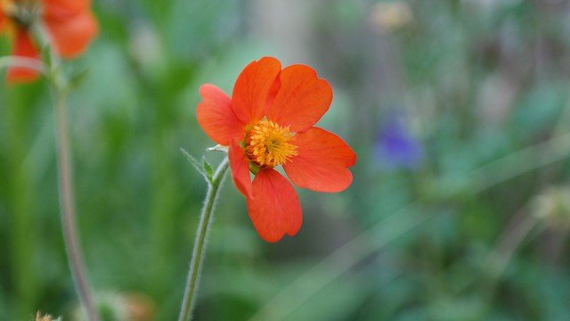 Flowers in garden