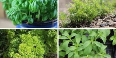 Which herbs should not be planted together