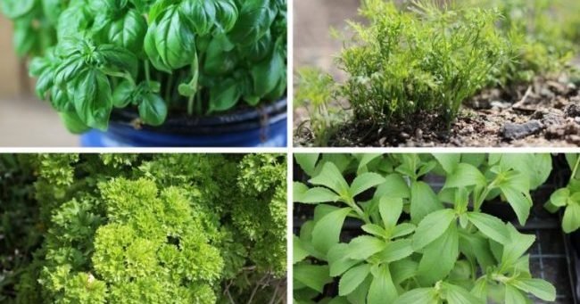 Which herbs should not be planted together