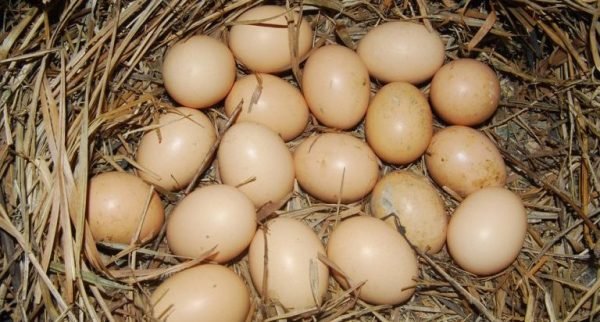 which chickens lay most eggs