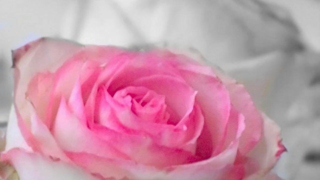 Cutting roses