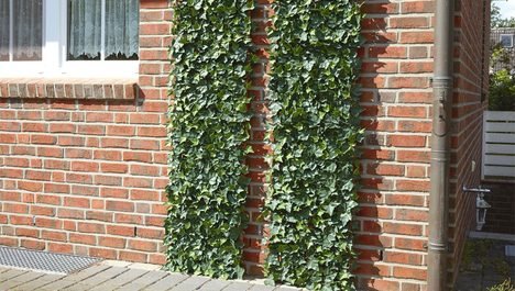 Artificial ivy