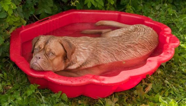 cool a dog in summer