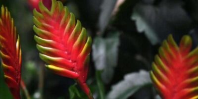 improve bromeliads color