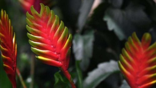 improve bromeliads color