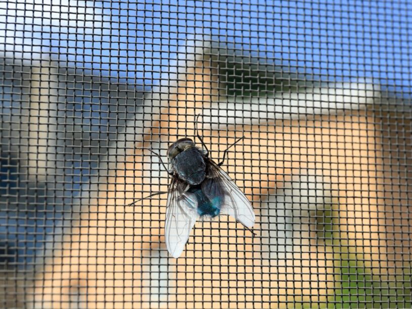 insect screen