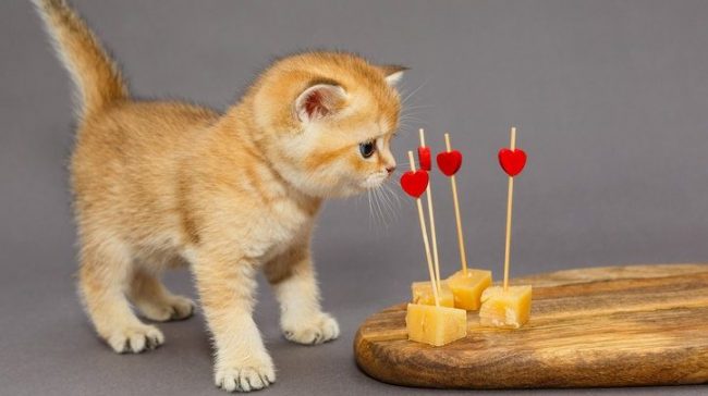 Dangerous food for cats