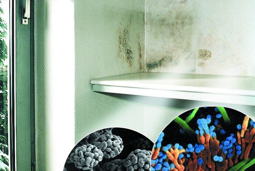 detect and remove mold in the house