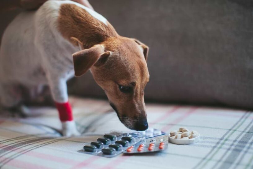 How to know when to give a dog painkillers HOW TO DO EVERYTHING
