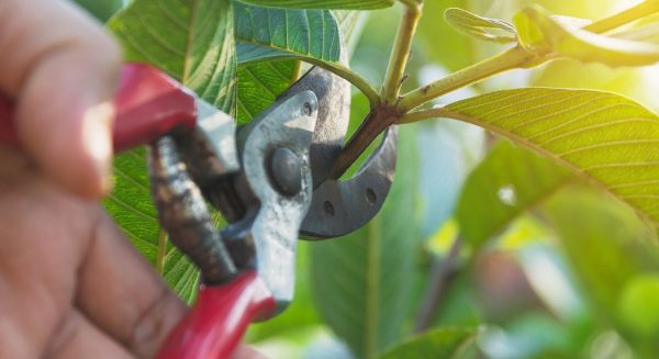 Prune trees