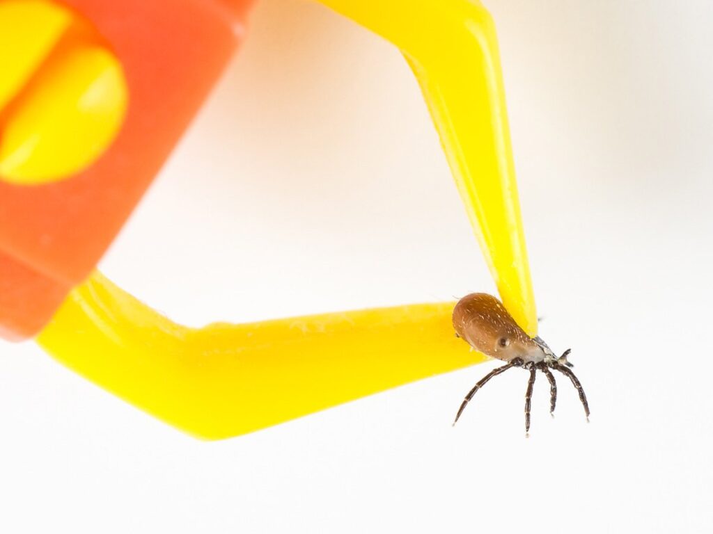 How to remove a tick properly expert methods and tips
