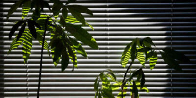 use indoor plants to cool a room