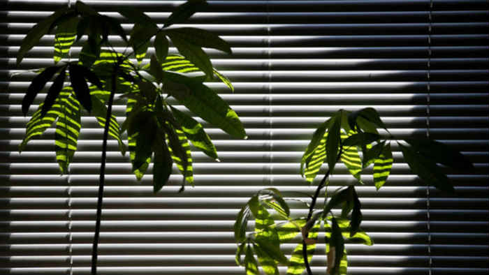 use indoor plants to cool a room