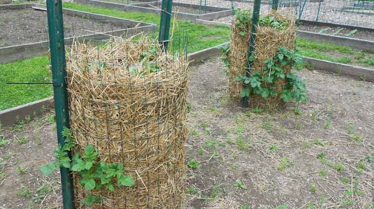 build a potato tower for small spaces
