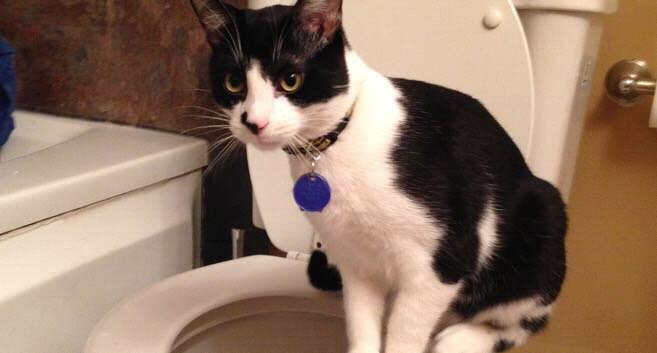 Train a cat to use a human toilet