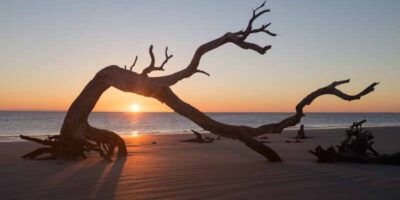 How to use driftwood for craft projects