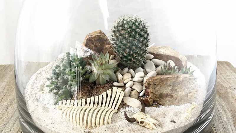make a cactus terrarium easily