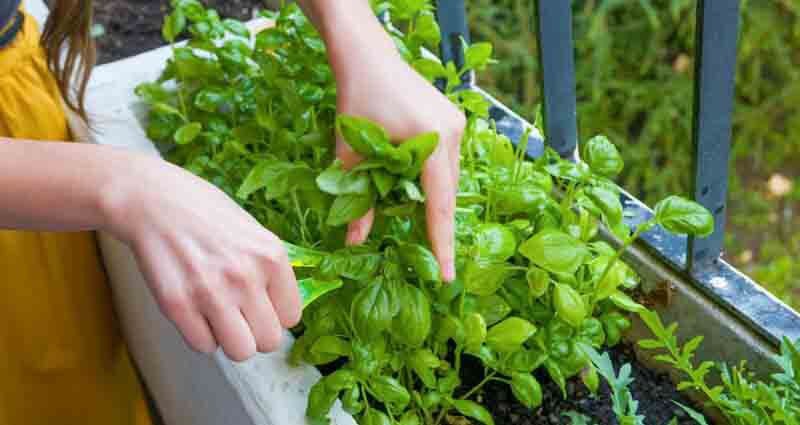grow plants on a shady balcony