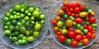 ripen green tomatoes quickly