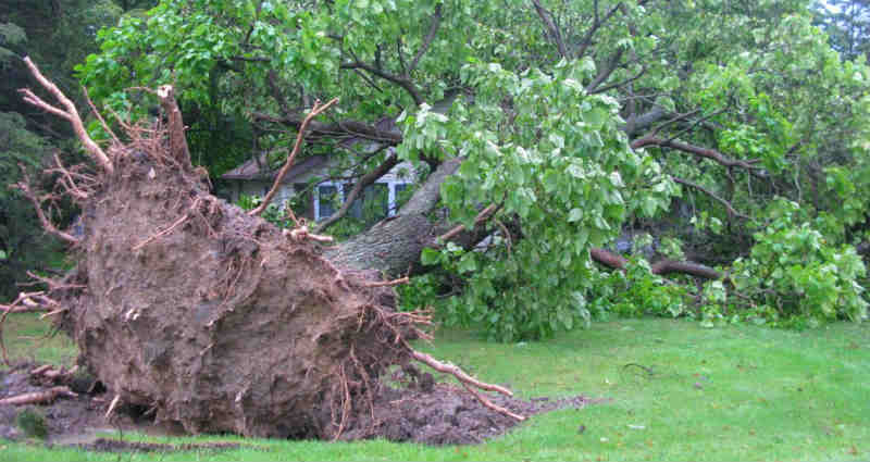 transplant a big tree