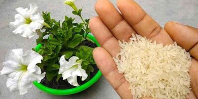 Make natural fertlilizer