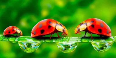 ladybugs