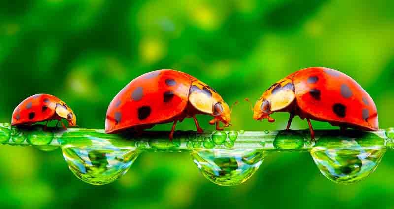 ladybugs