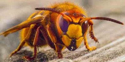 remove a hornet in the home
