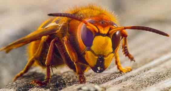 remove a hornet in the home