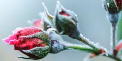 care for roses in winter
