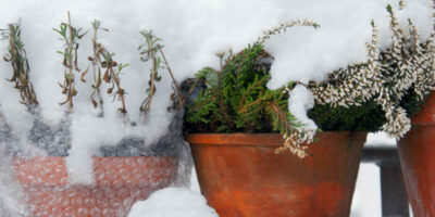 hibernate pot plants in winter