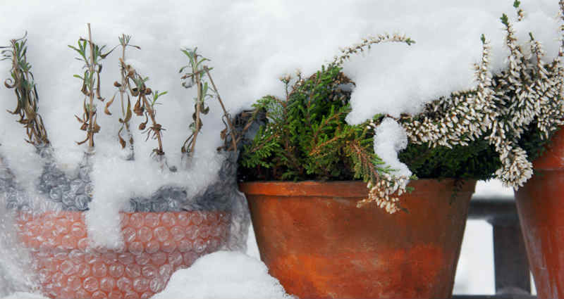 hibernate pot plants in winter