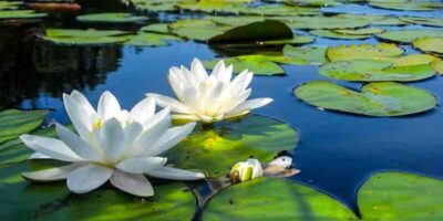DIY ‘lotus effect’ cleaners
