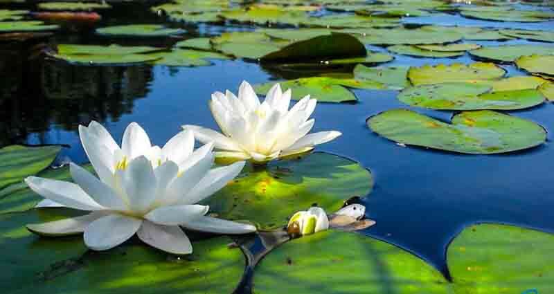 DIY ‘lotus effect’ cleaners