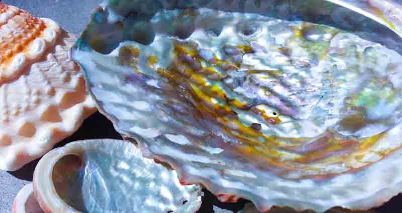 clean seashells correctly for craftS