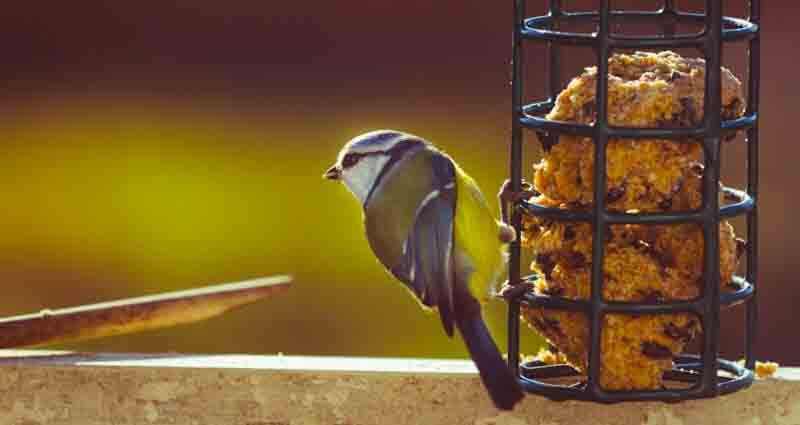 make a natural birdseed bell