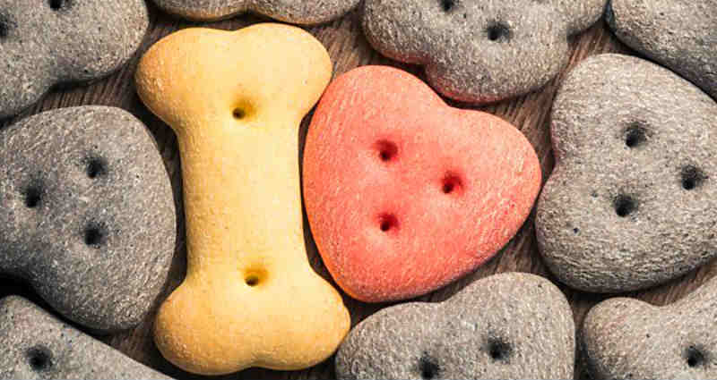 choose the best dog food