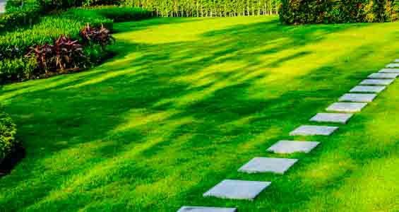 care for lawn in spring