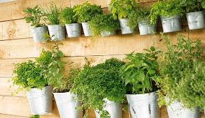 Make an indoor garden: