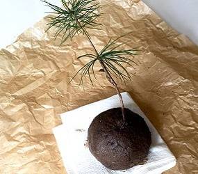 Make an indoor garden: kokedama