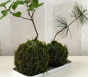 Make an indoor garden: kokedama