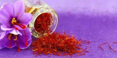 grow and harvest saffron at home