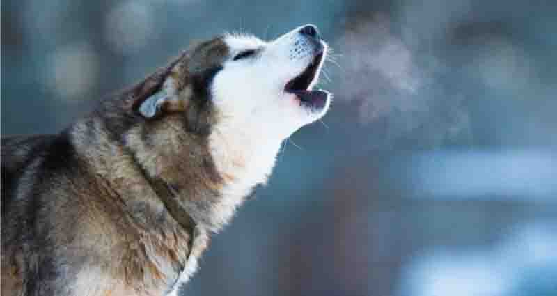 best ways to stop a dog barking