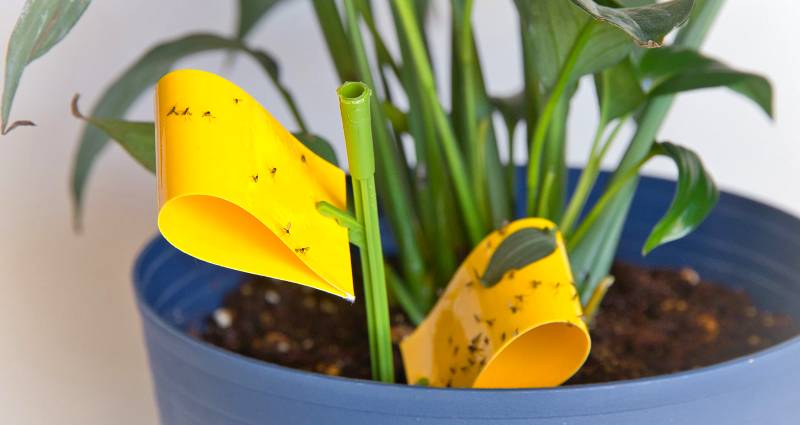 best ways to get rid of gnats